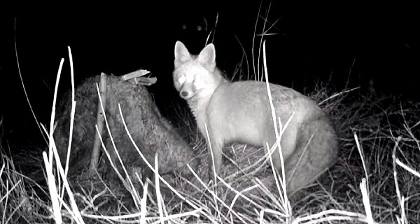 Tilkinin post mücadelesi kamerada