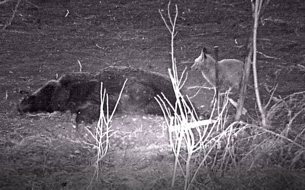 Tilkinin telef olan domuzla beslenmesi fotokapanla görüntülendi 