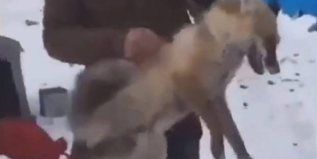 Tilkiye eziyet görüntüsü tepki topladı! Valilik harekete geçti