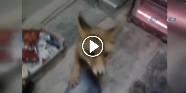 Tilkiyi cipsle besledi!