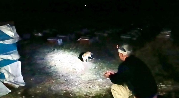 Tilkiyi elleriyle böyle besledi