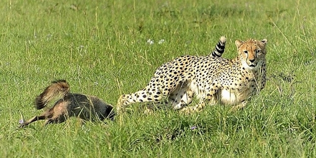 Tilkiyi gözüne kestiren çita, tecrübesizlik kurbanı oldu
