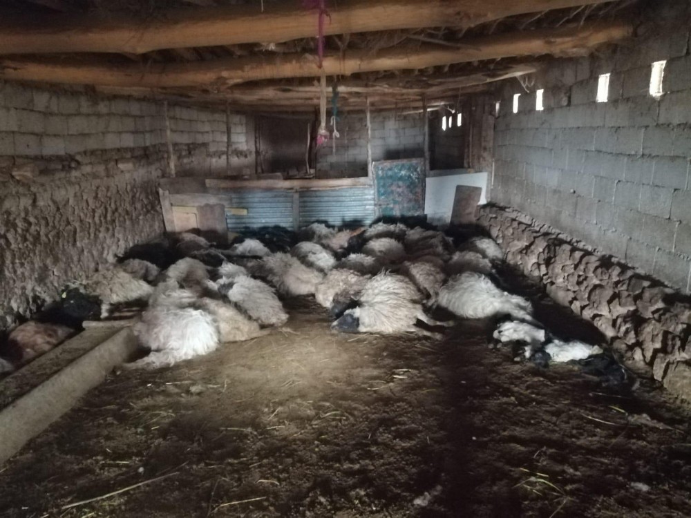 Tilkiyi kurt zanneden koyunlar korkudan birbirini ezdi 