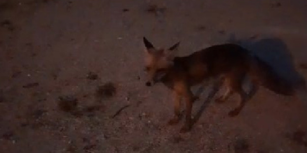 Tilkiyi makarna ile besledi! İzleyenleri güldüren anlar