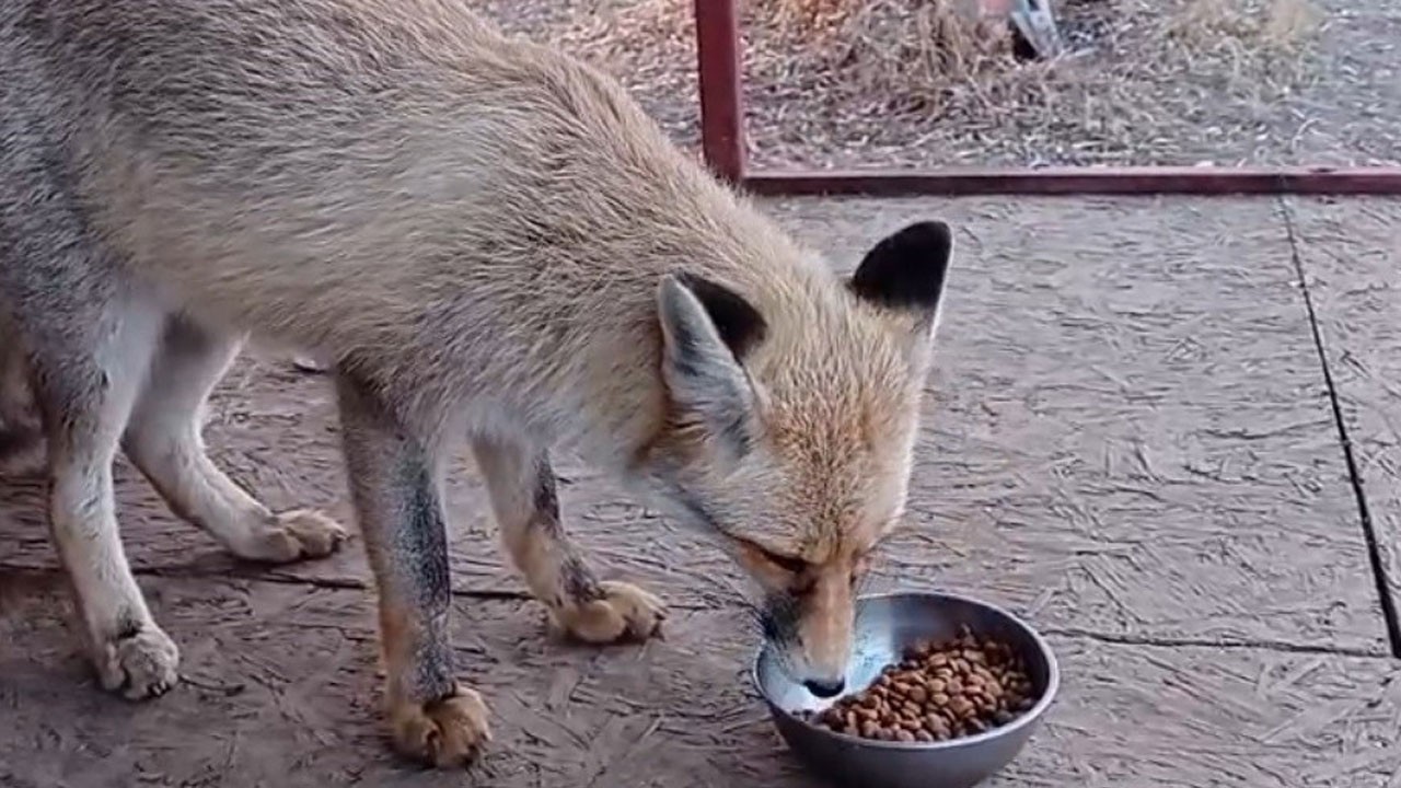 Tilkiyle sohbet eden genç herkesi gülümsetti
