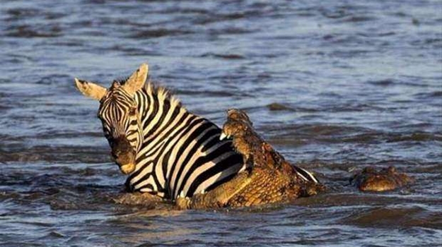 Timsah avını paramparça etti - FOTO