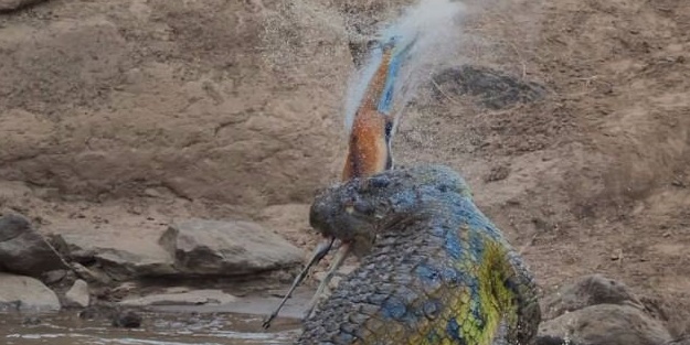 Timsah avının peşini bırakmadı!