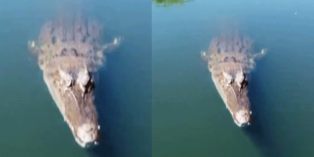 Timsah çekimi kötü sonla bitti! Tek ısırıkla paramparça etti