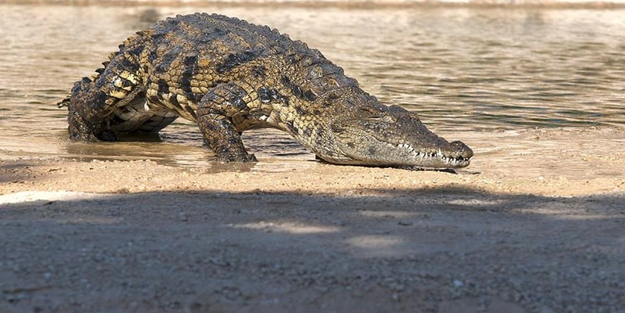 Timsah, derede yüzen 12 yaşındaki çocuğu yedi!