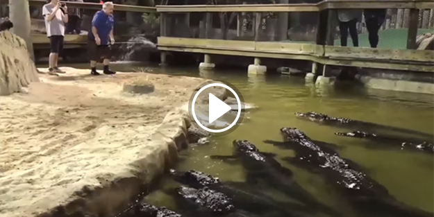 Timsah dolu havuza atlayan bakıcı!