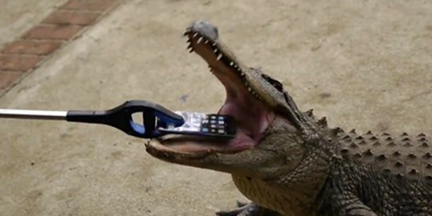 Timsah iPhone'u ısırırsa ne olur?