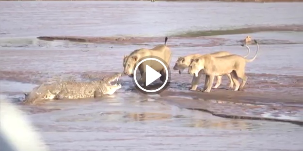 Timsah ve aslanların amansız kavgası!