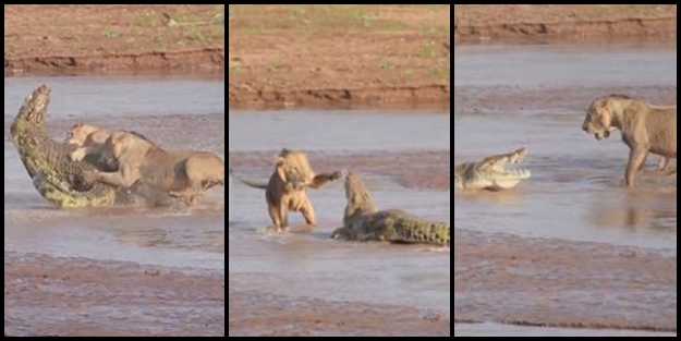 Timsah ve Aslanların ölümcül mücadelesi