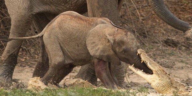 Timsah yavru fili hortumundan kaptı