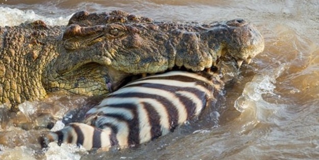 Timsah zebrayı saniyeler içinde parçaladı
