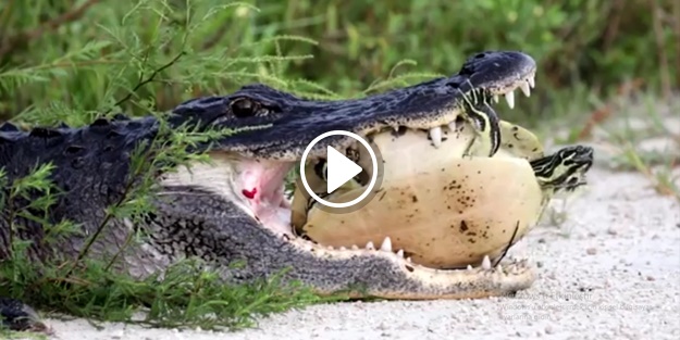 Timsahı rezil eden inatçı kaplumbağa!