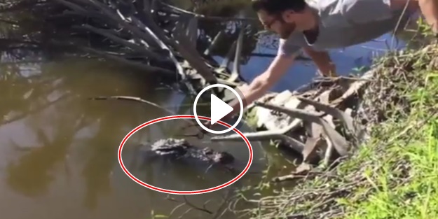 Timsaha gözlük takmaya çalışan 'yürek yemiş' adam