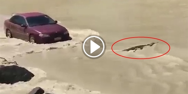 Timsaha korna çalan kırmızı otomobil!