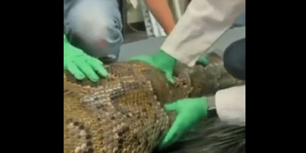 Timsahı yutan dev piton böyle açıldı görüntüler viral oldu
