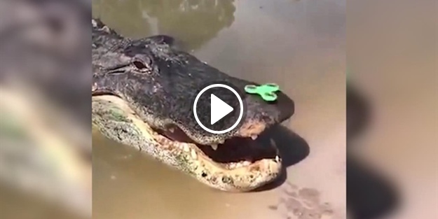 Timsahın ağzının üstünde stres çarkı çeviren adam