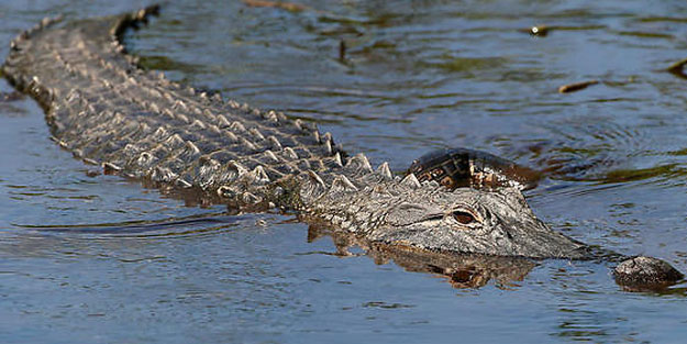 Timsahın saldırdığı çocuk bulunamıyor