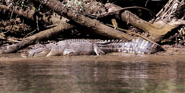 Timsahın saldırdığı kadın kayboldu