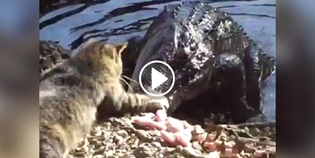 Timsahla kedinin yemek kavgası