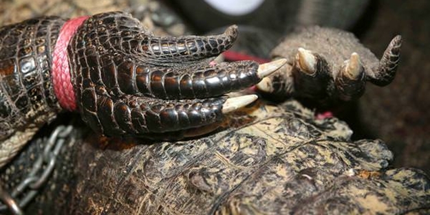 Timsahlara bir de bu açıdan bakın! - FOTO