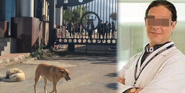 Tıp profesörü başıboş köpeği bıçakladı