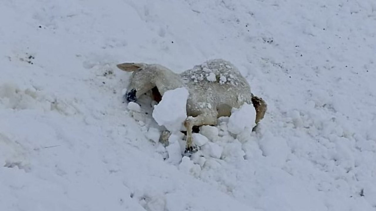 Tipi aniden bastırdı! 65 koyun donarak telef oldu