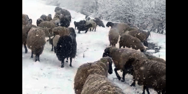 Tipi ve kara yakalanan hayvan sürüsü güçlükle köye ulaştırıldı