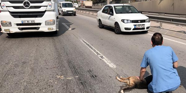 TIR şoföründen insanlık dersi! Yaralanan köpeği korumak için...
