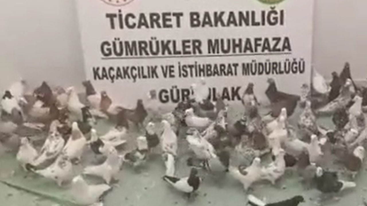 Tırdan 85 “Cancan” cinsi kuş çıktı