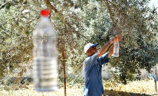 Tire’de zeytin sineğine karşı toplu mücadele protokolü 