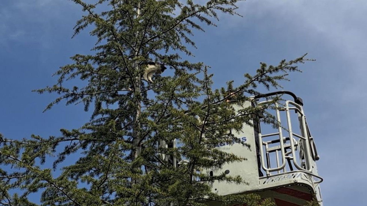 Tırmandığı ağaçtan inemedi! Yardımına itfaiye koştu