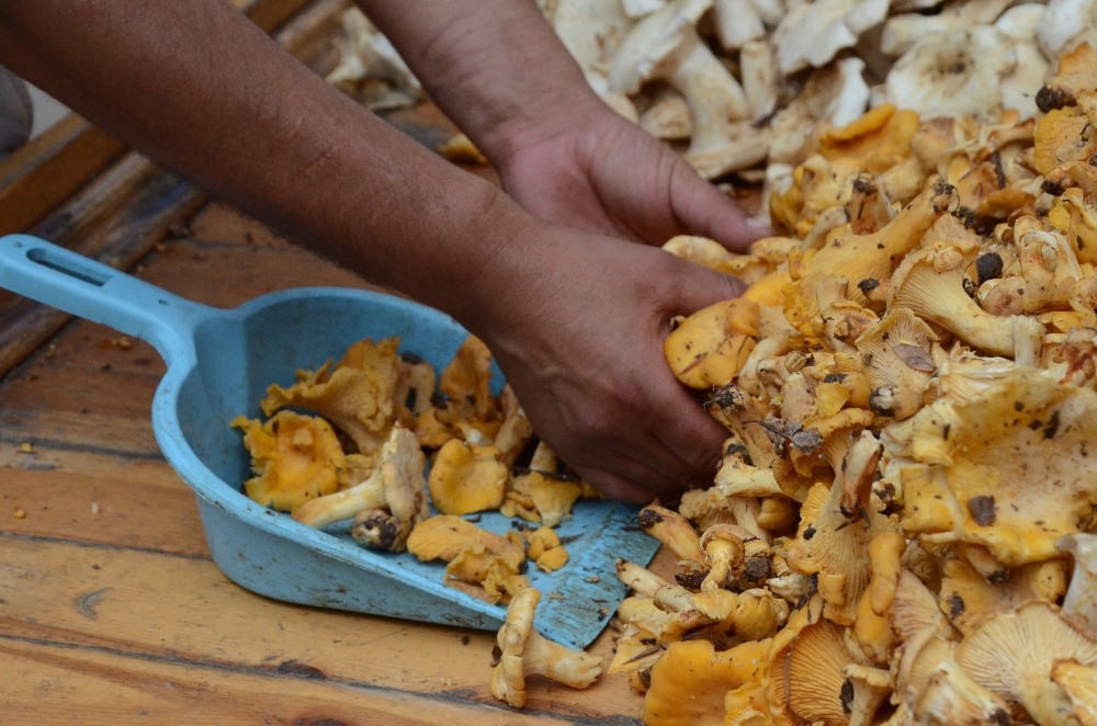 ‘Tirmit mantarı’ tezgahlarda 