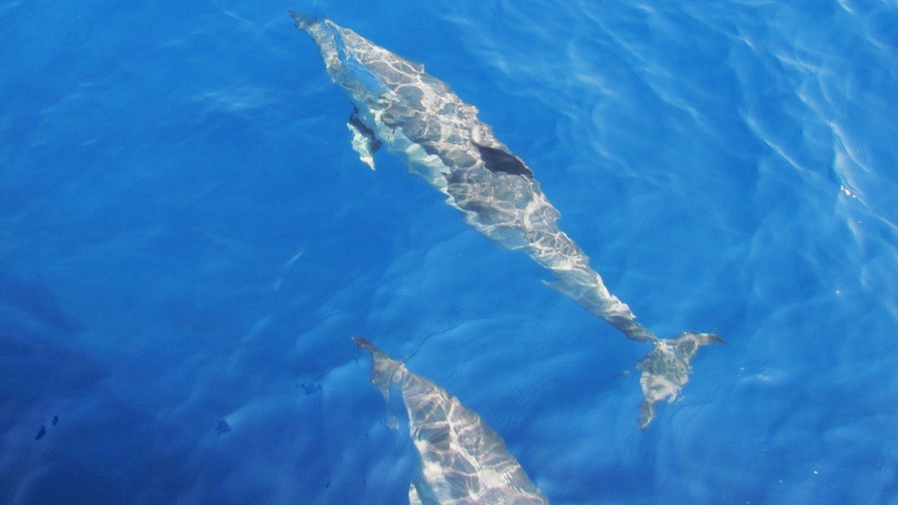 Tırtak yunuslarının sessiz çığlığı