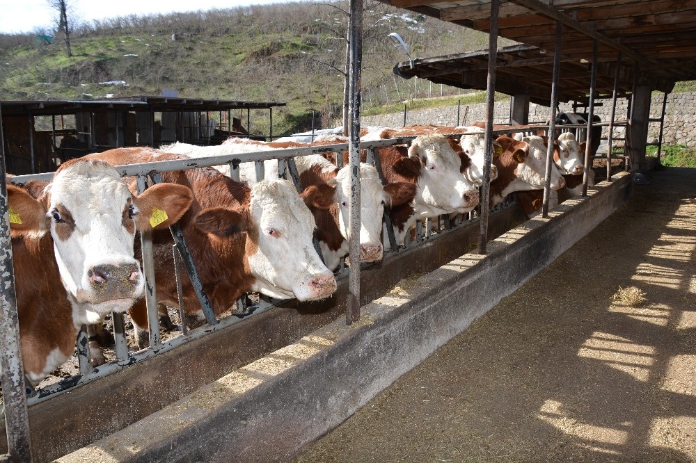 TKDK’dan hayvancılık yatırımına destek 