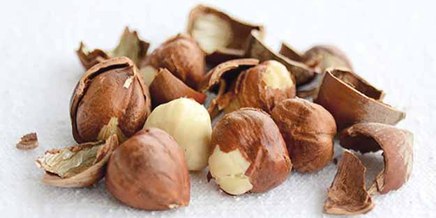 TMO, fındık alımına başlıyor