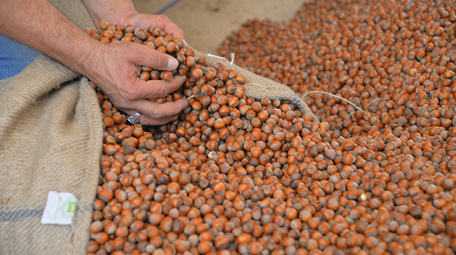 TMO tarafından 150 ton fındık depolandı