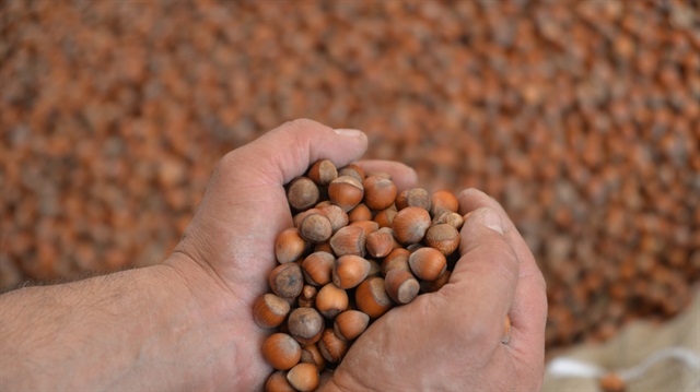 TMO üreticiden 350 ton fındık aldı