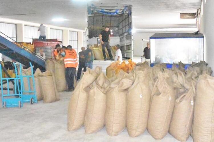 TMO, yeni sezon fındık alımına o fiyattan başladı