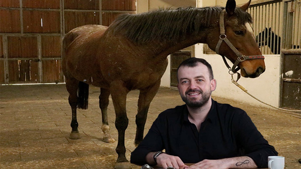 TMSF safkan İngiliz kısrağı ile tayını satıyor Kendisi firari kısrağı satışta