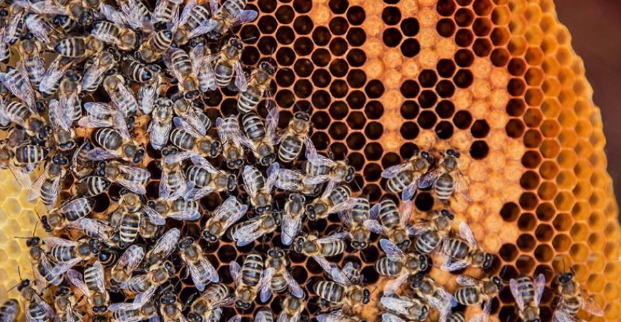 TOGÜ bal hasadı bölgesel kalkınmaya umut oldu