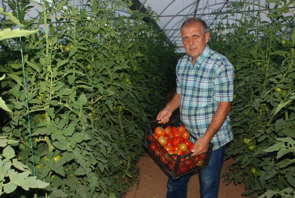 Tokat domatesi tarlada sezonu 1.70 liradan açtı 