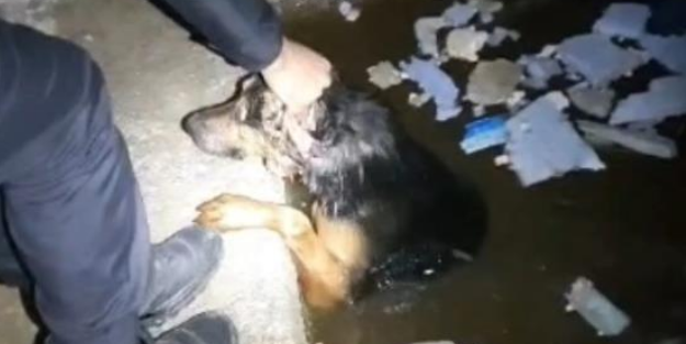 Tokat polisi mahsur kalan köpeği kurtardı