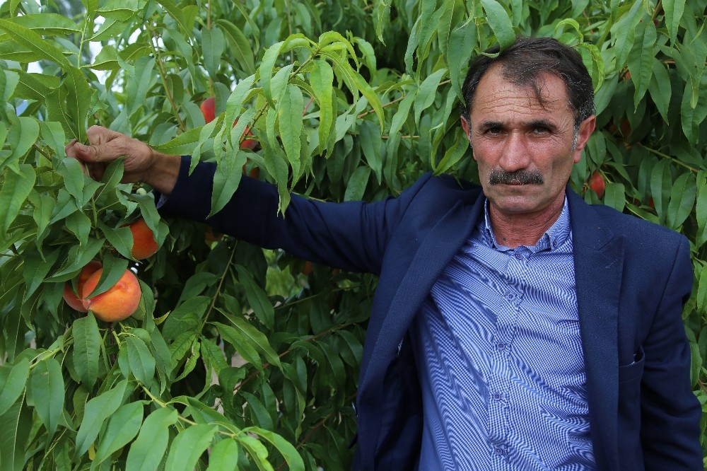 Tokat şeftalisinde hasat başladı 