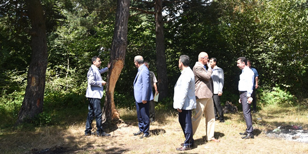 Tokat valiliğinden çam ağacı açıklaması!