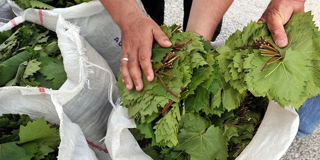 Tokat'ın nüfusu kadar yaprak saracaklar