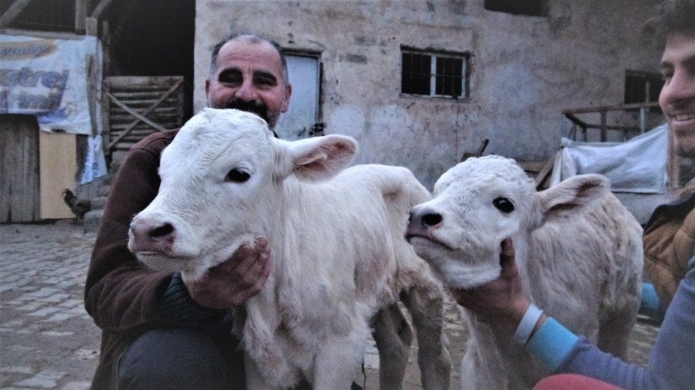 Tokatlı besicinin ikiz buzağı sevinci 